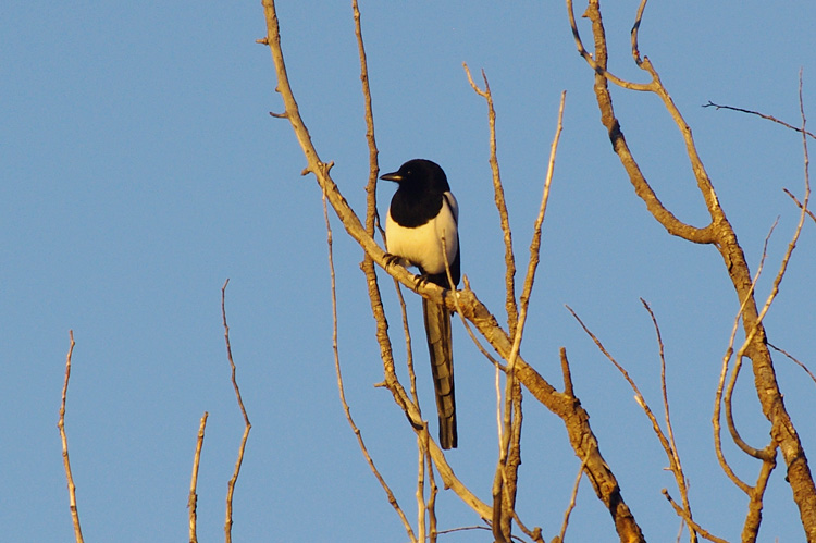 Evening magpie from Taos, New Mexico