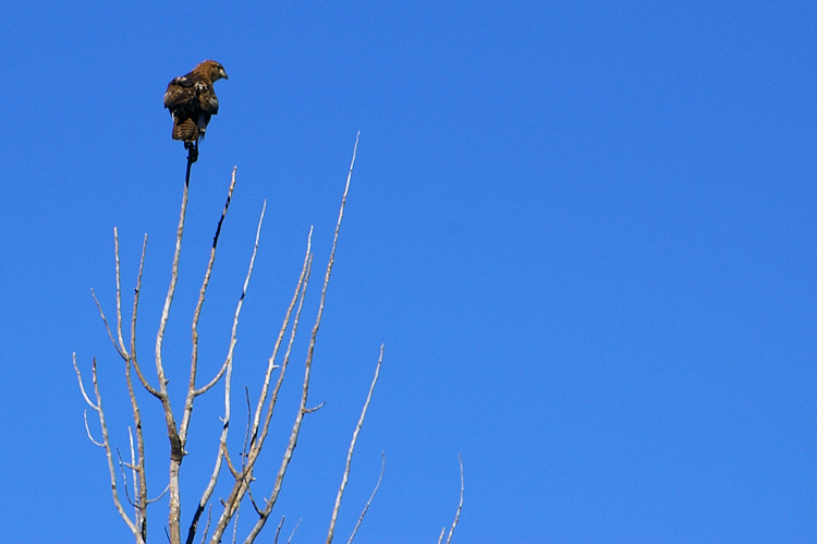 A hawk in Taos, New Mexico.