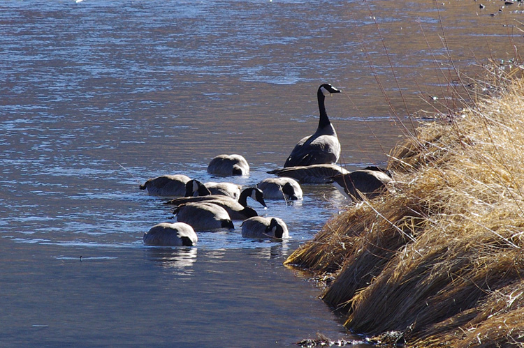 Canada geese on the Rio Grande