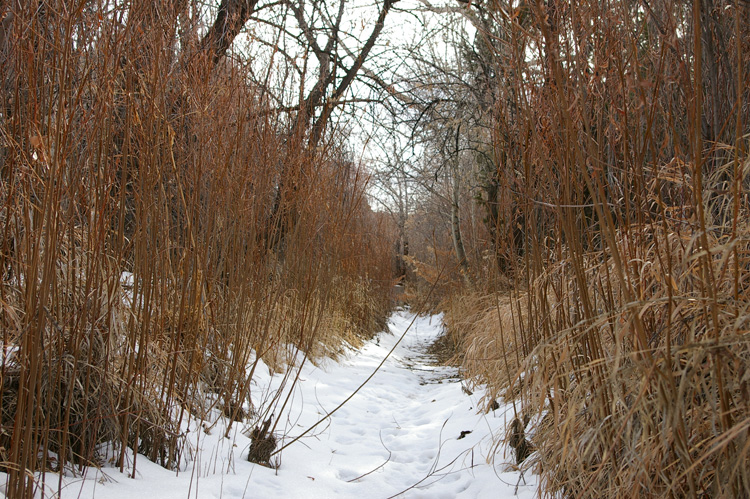 What an acequia looks like in winter
