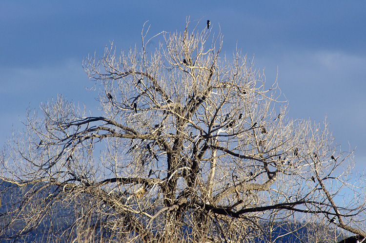 Magpies getting ready to fly up to the canyons and roost.