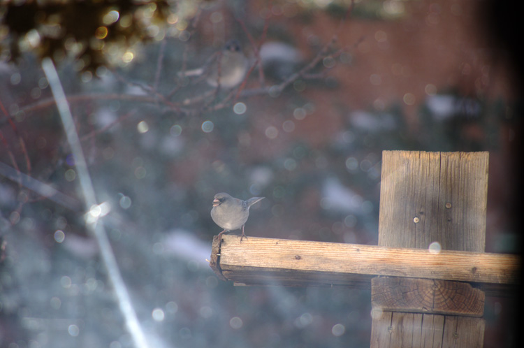 I am Junco!