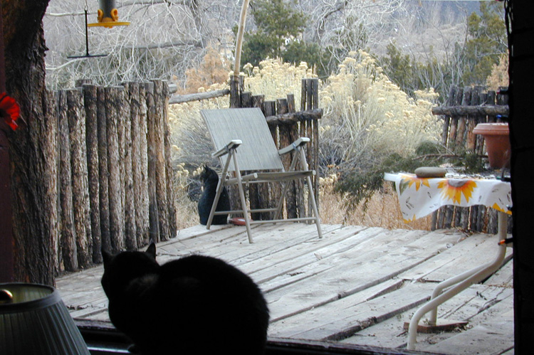 Hobbes looks out the window in Taos, New Mexico in 2004.