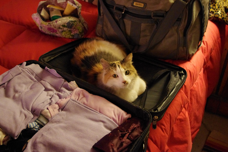 Callie the New Mexico Wonder Cat helping my wife to unpack