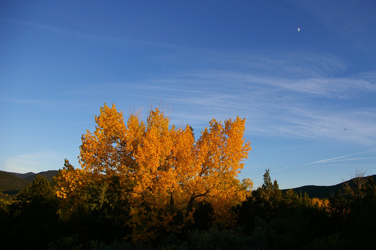 Cottonwood tree with moon in Taos, New Mexico