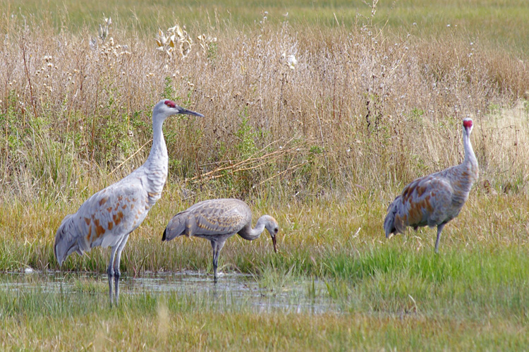 Sandhill cranes at Monte Vista in southern Colorado