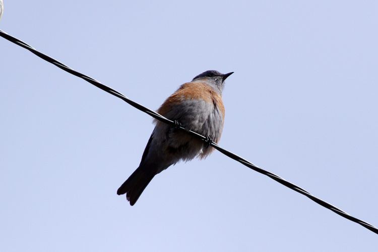 western bluebird