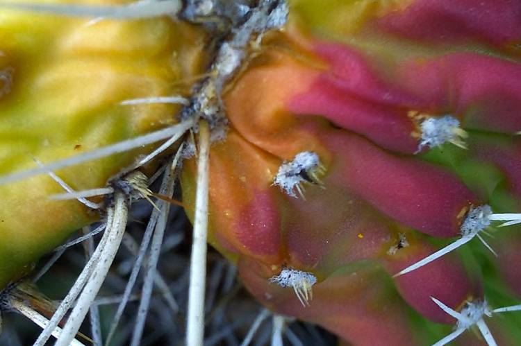 beautiful close-up image of a cactus leaf