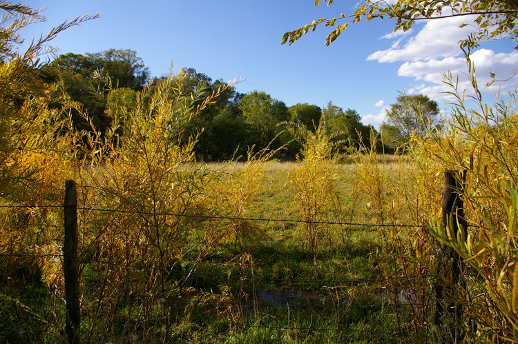 autumn field near Taos