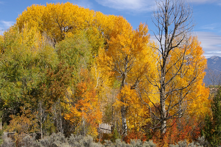 Colorful cottonwoods, aspen, and wild cherry trees in Taos, New Mexico.