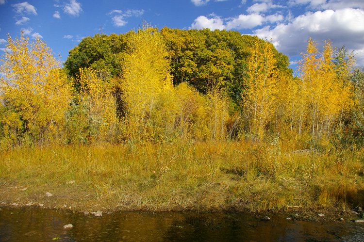 Fall foliage along the Rio Grande del Rancho near Taos