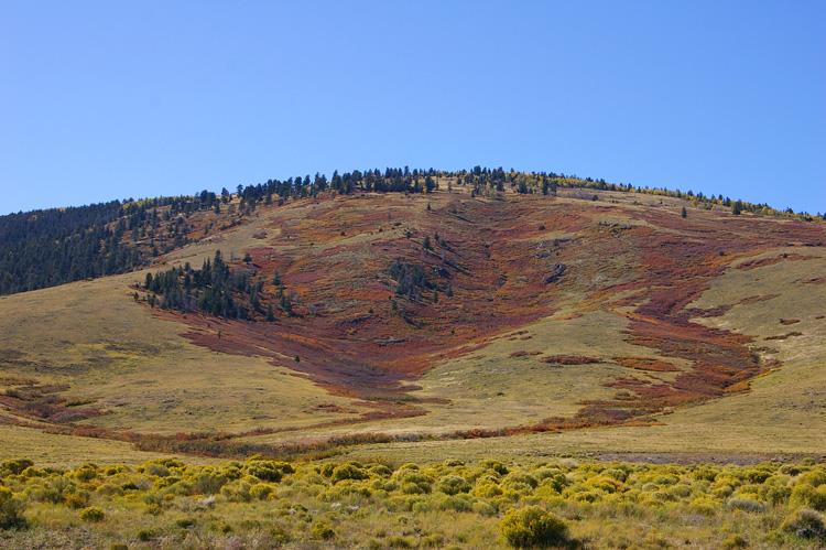 Beautiful fall colors on the slopes of San Antonio Mountain
