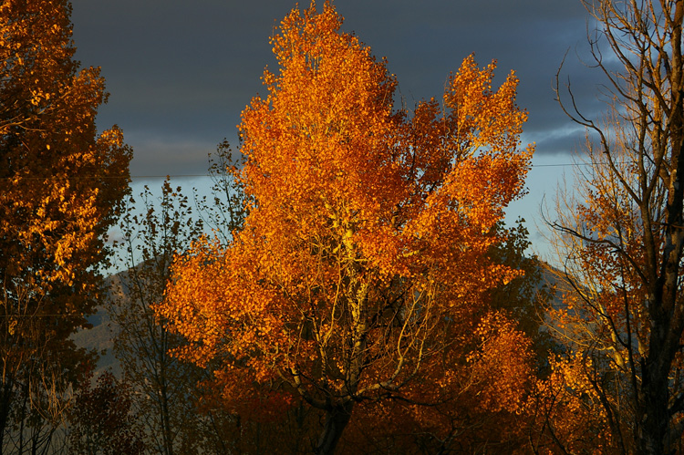 A golden aspen in evening light in Llano Quemado.