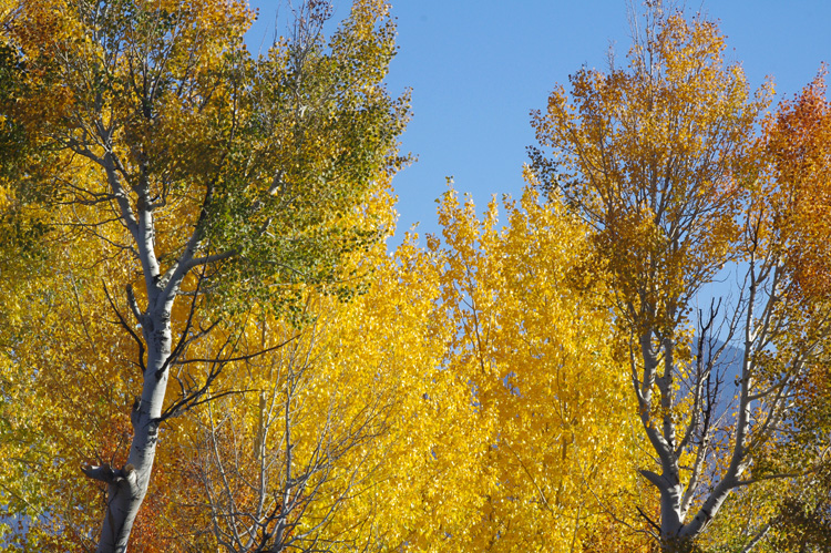 Aspens in fall colors from Taos, NM