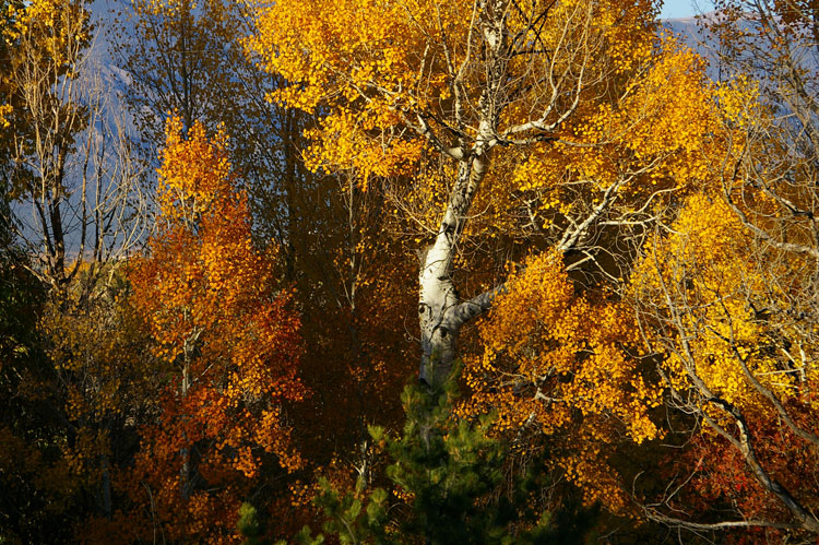 Beautiful fall colors from Taos, New Mexico.