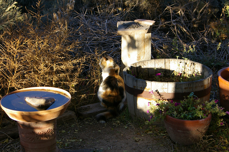 Cat watching for chipmunks at the edge of a brushpile in Taos, New Mexico.