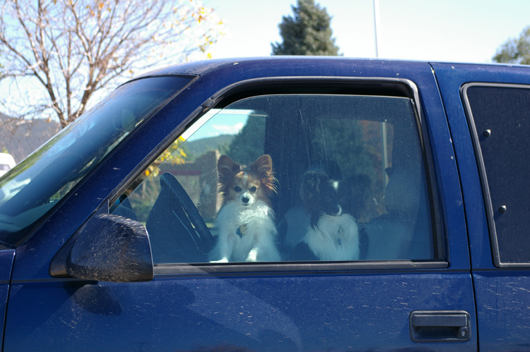 two dogs at Walmart in Taos