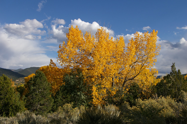 fall cottonwoods in Taos, NM