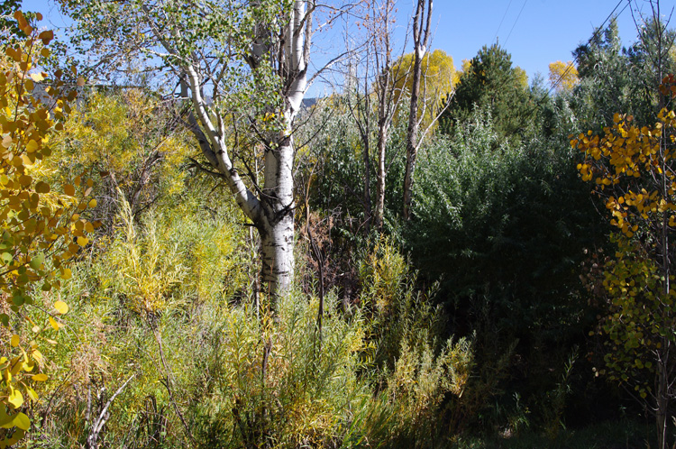 Down by the acequia in Taos, NM