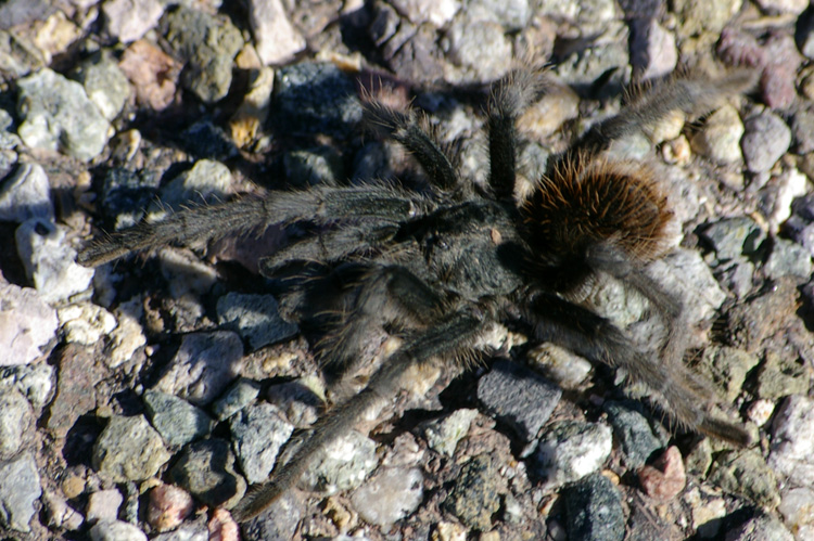 Post image for Tarantula