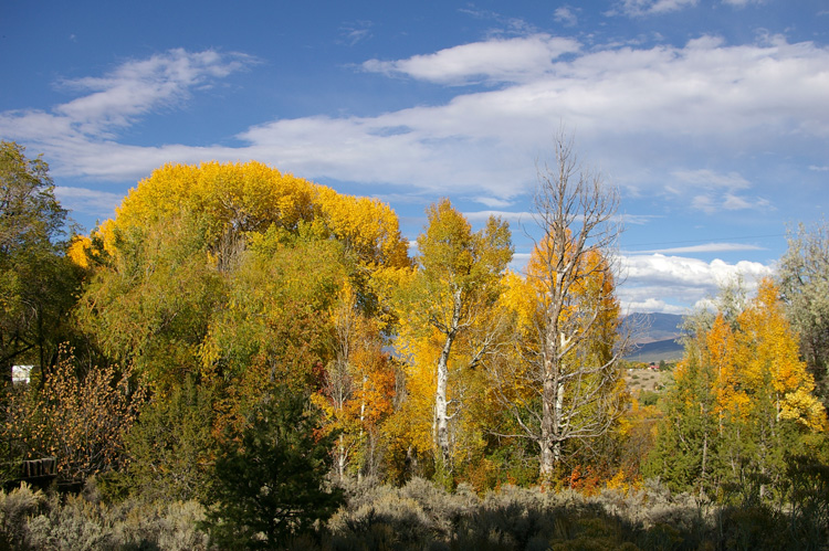 autumn leaves from Taos, New Mexico
