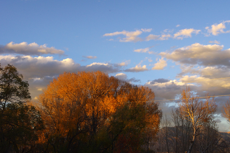 cottonwood at sunset