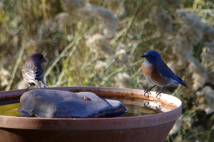 Western Bluebird