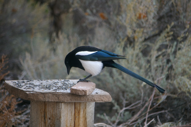 A magpie in Taos, New Mexico.