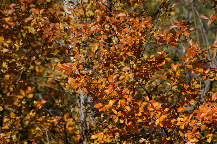 Wild cherries from Taos, New Mexico