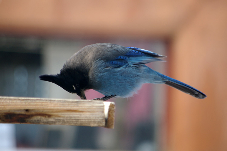 a Stellar's Jay in Taos, New Mexico