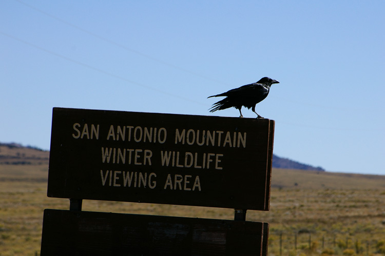 a raven near San Antonio Mountain north of Tres Piedras, New Mexico