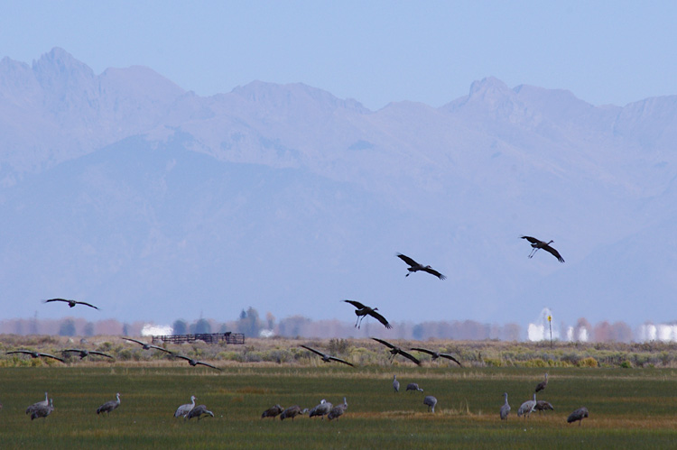 sandhill cranes at Monte Vista