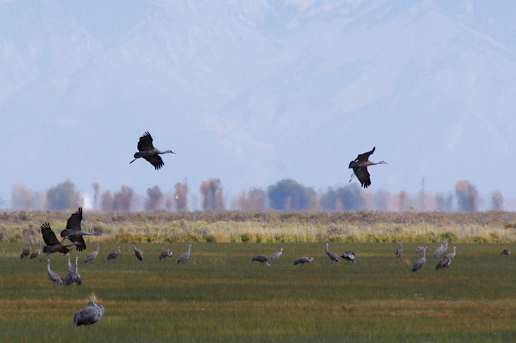 sandhill cranes at Monte Vista in southern Colorado