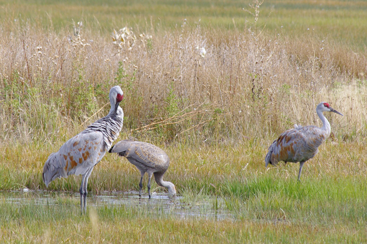 sandhill cranes at Monte Vista in southern Colorado