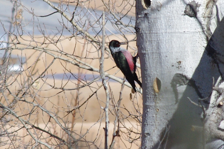 Lewis's woodpecker