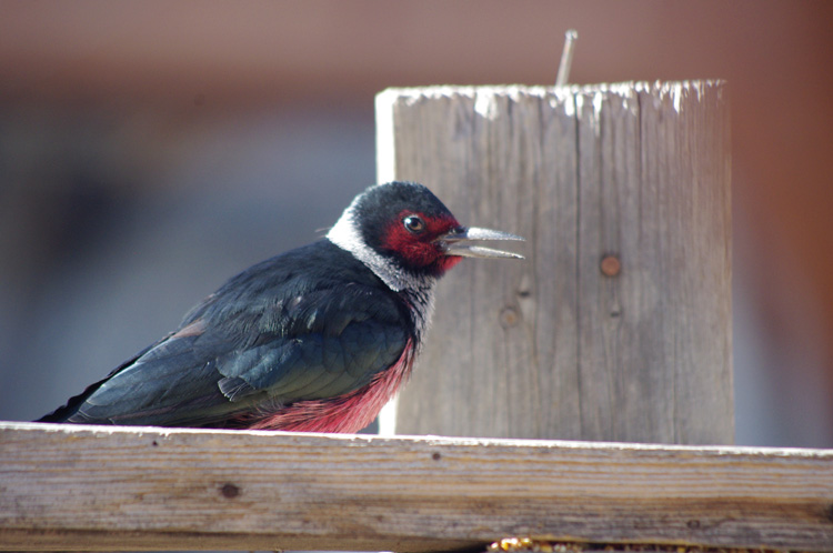 Lewis's woodpecker