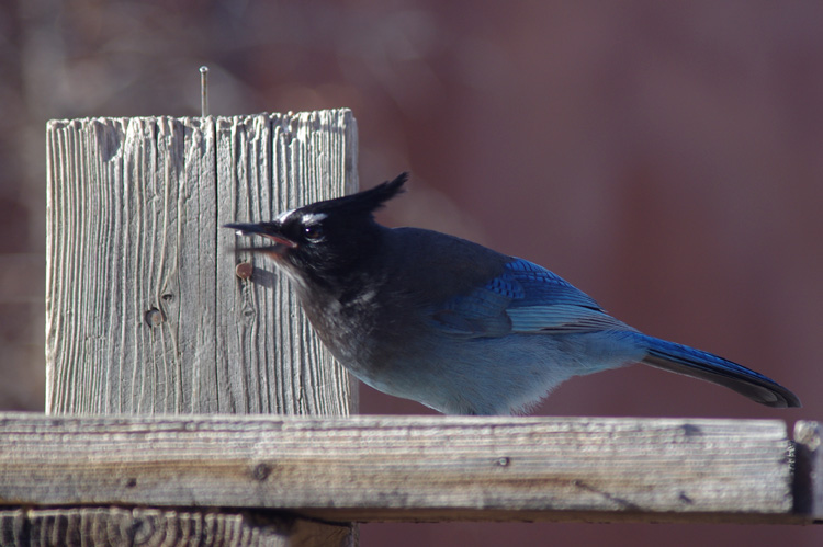 Steller's jay