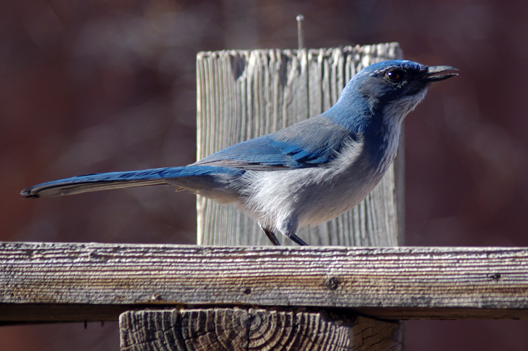 scrub jay in Taos, NM