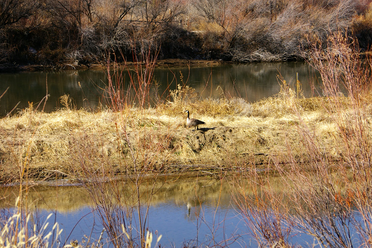 A Canada goose near Pilar, New Mexico.