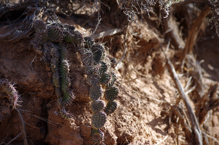 cactus in Taos, New Mexico