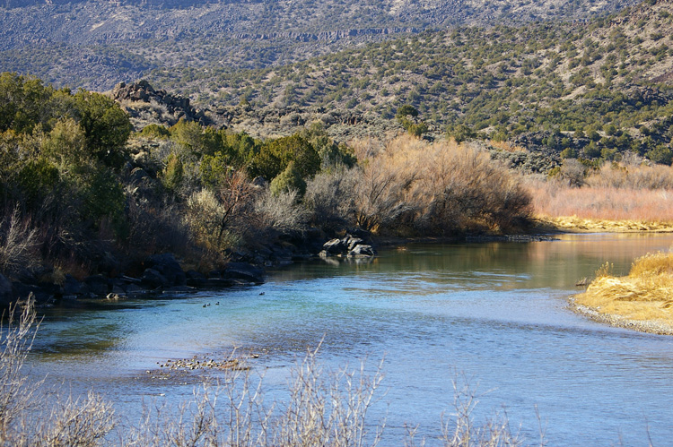 Ducks floating in the Rio Grande River near Pilar, NM