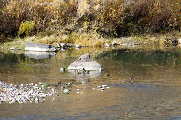 mallard ducks on the rio Grande