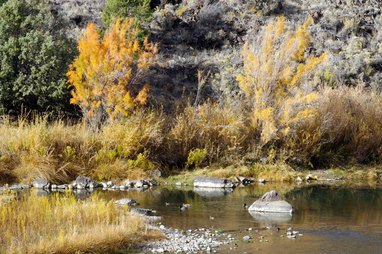 ducks on the Rio Grande River near Pilar, NM