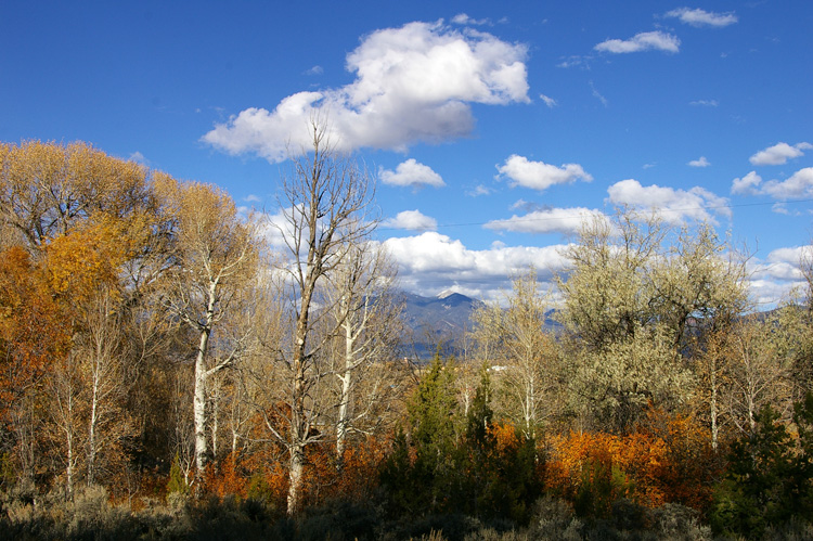 Autumn leaves from Taos, New Mexico
