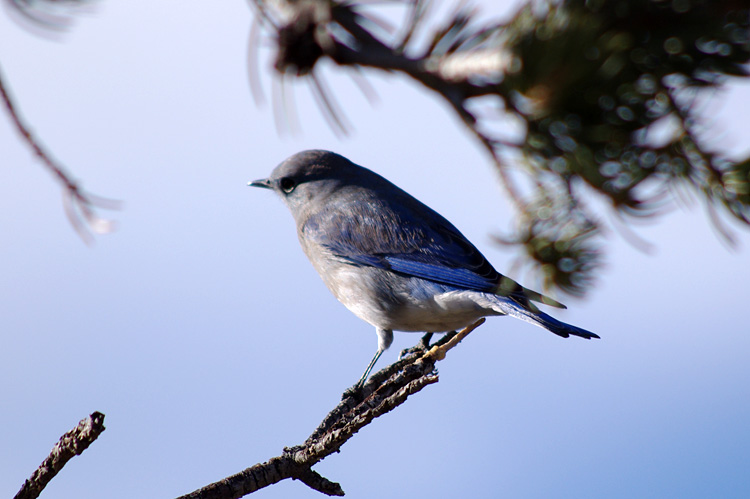 female mountain bluebird near Taos, NM