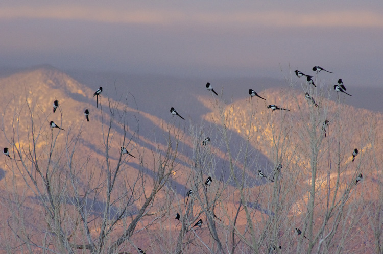 Magpies getting ready to fly up to the canyons and roost.