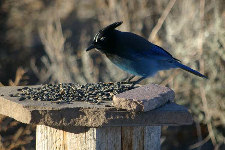 Stellar's jay in Taos, New Mexico.