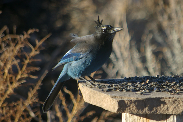 Stellar's jay being blown by the wind in Taos, New Mexico.