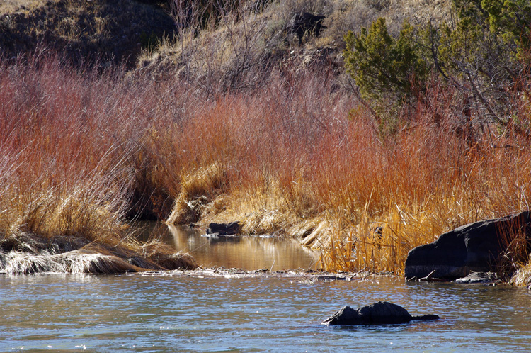 Seen along the Rio Grande near Pilar, NM