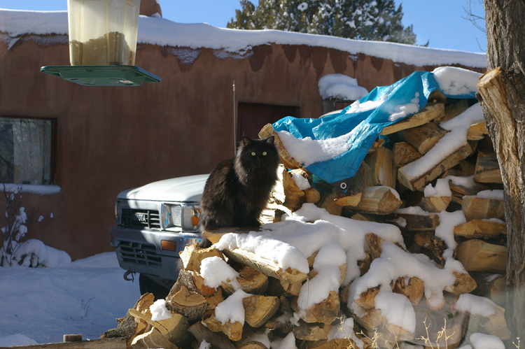 Don't mess with THIS woodpile!